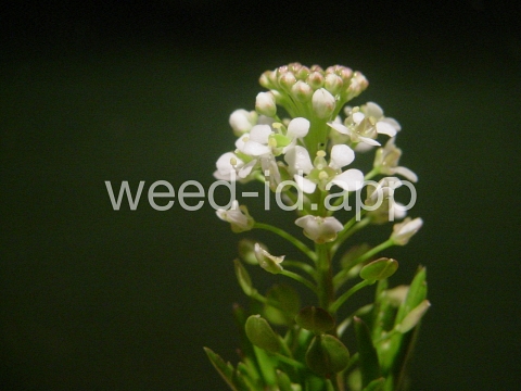 pepperweed, Virginia